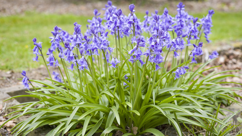 green plant with lavender flowers