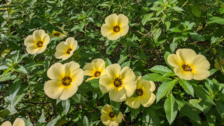 Yellow alder in full bloom