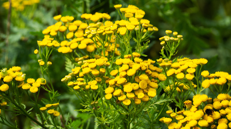 Groups of tansy plants