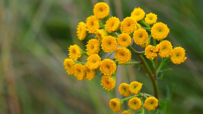 Tansy plant in bloom