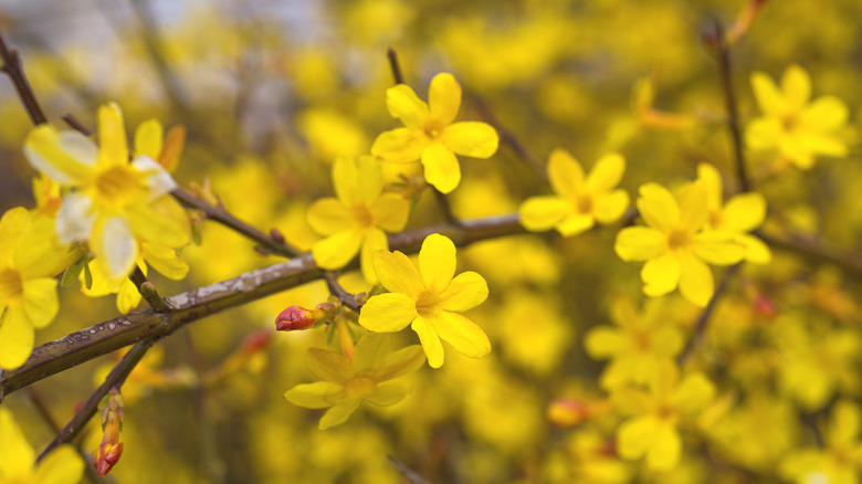 winter jasmine yellow flowers