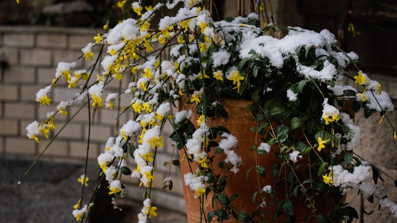 winter jasmine snowy container