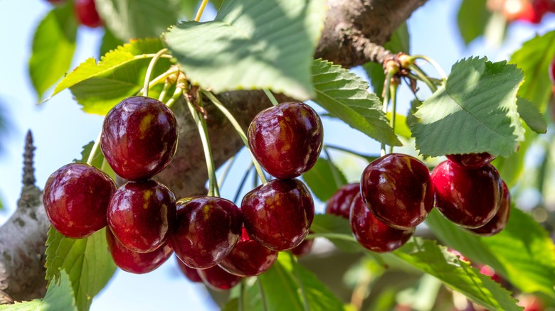 Cherry tree fruit