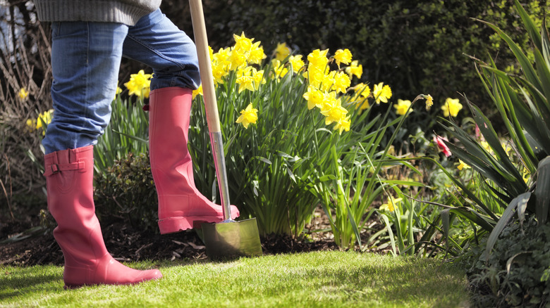 gardener with daffodils