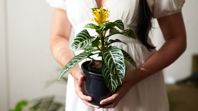 woman holding zebra plant