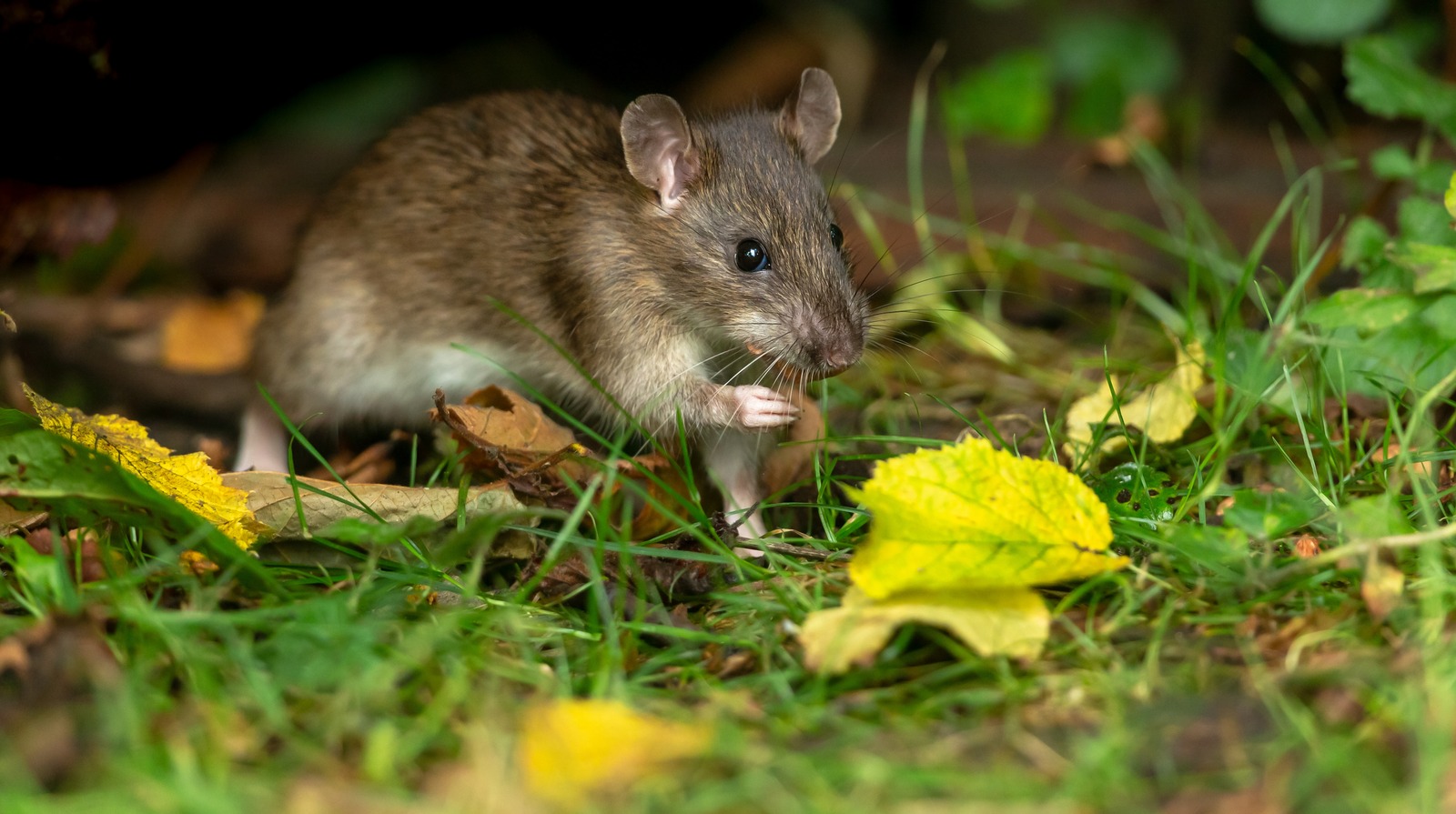 The Gorgeous Outdoor Feature That Will Send Rodents Running From Your Yard