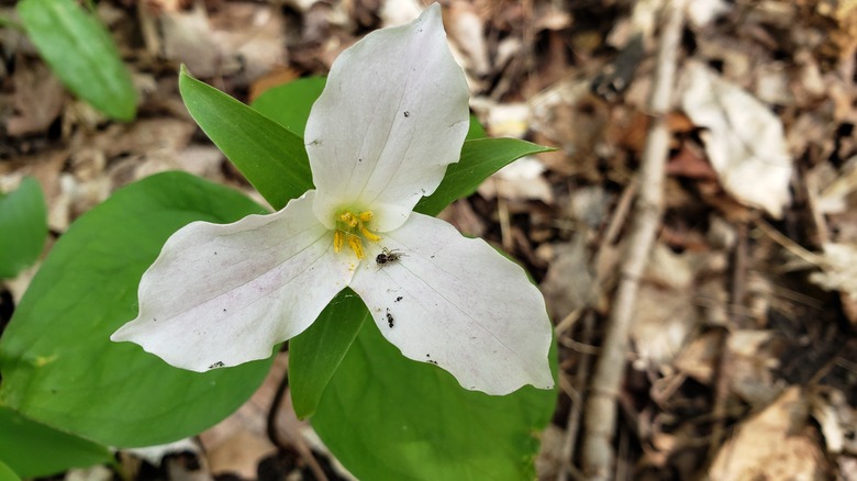 white trillium flower blooming