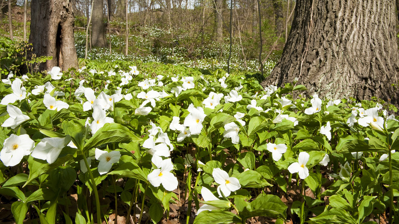 drift of trillium flowers