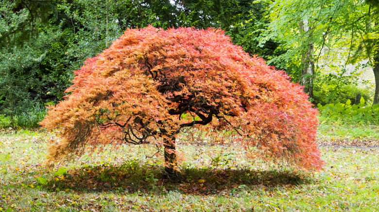 Japanese maple tree