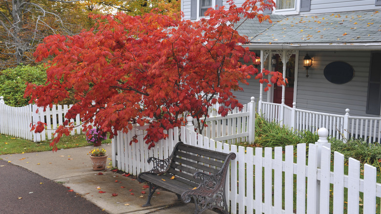 Japanese maple in yard