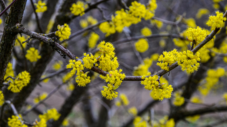 Cornelian cherry blooms in the spring