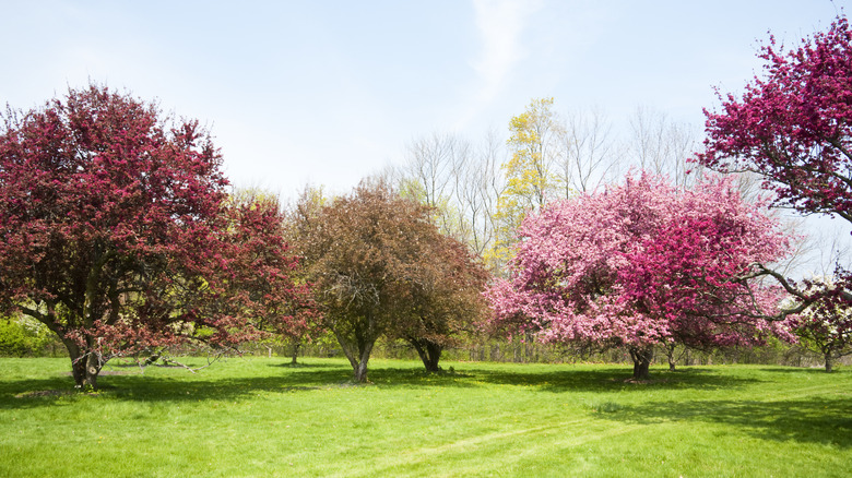 Several different trees blooming in early spring