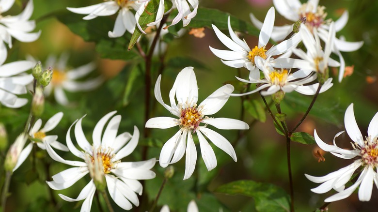 white wood asters blooming