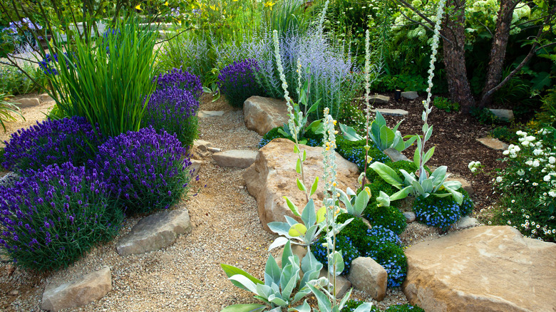 A decomposed gravel path in a beautifully landscaped garden with large rocks and various types of lavender.