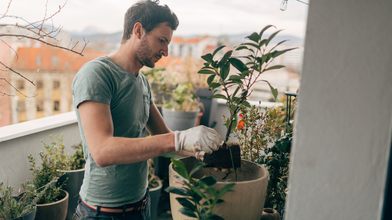 Man tending plants on balcony