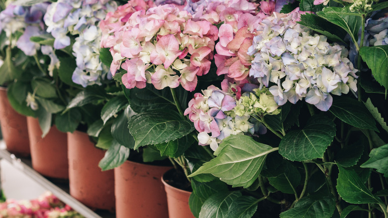 potted hydrangeas for sale