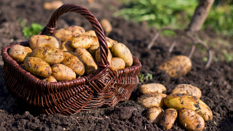 Basket of potatoes in garden