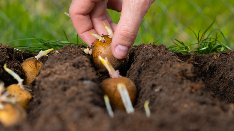 Hand plants seed potato in garden