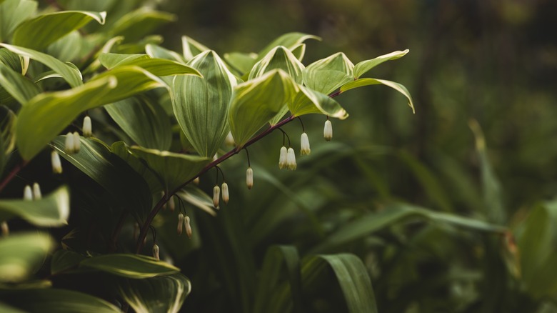 variegated Solomon's seal flowering