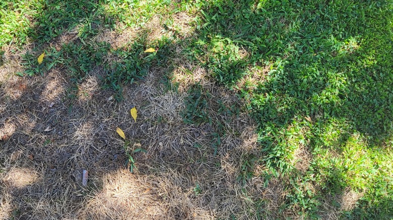 A patch of dead grass in a shaded area