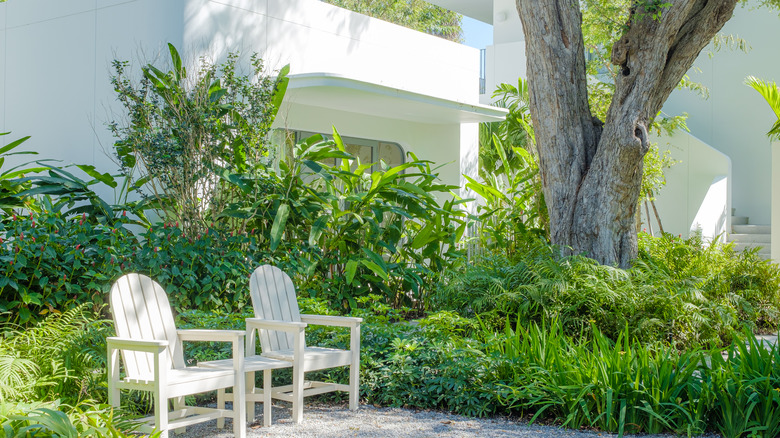 Ferns growing under a tree's shade near a seating area