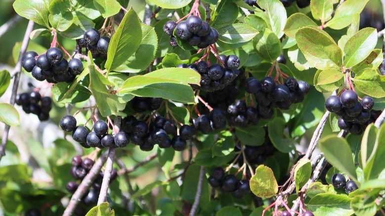 Black chokeberry fruits among green leaves