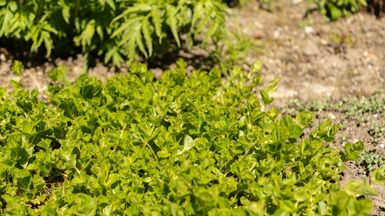 A patch of creeping Jenny growing in dry dirt.