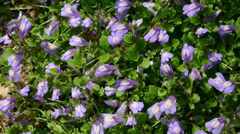 A patch of creeping Mazus blooming with purple flowers.