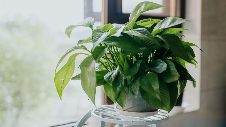 A pothos plant sitting by a window