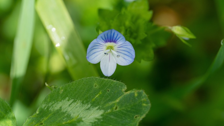 Speedwell's blooming blue flower closeup