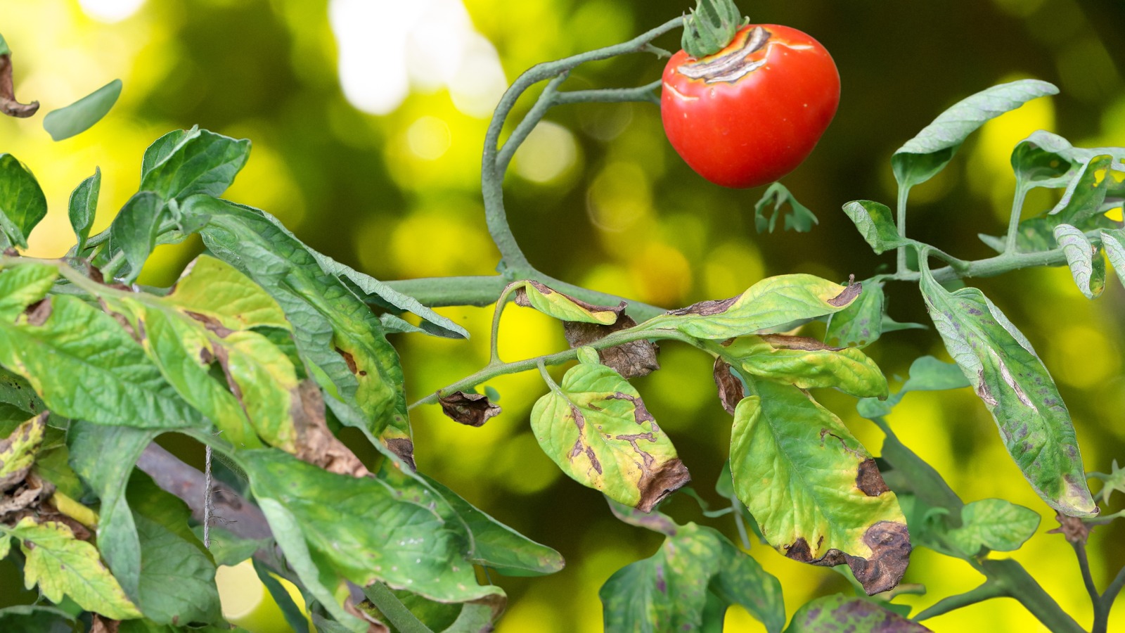 Should You Use This Common Hack To Save Tomato Plants From Rust Disease?