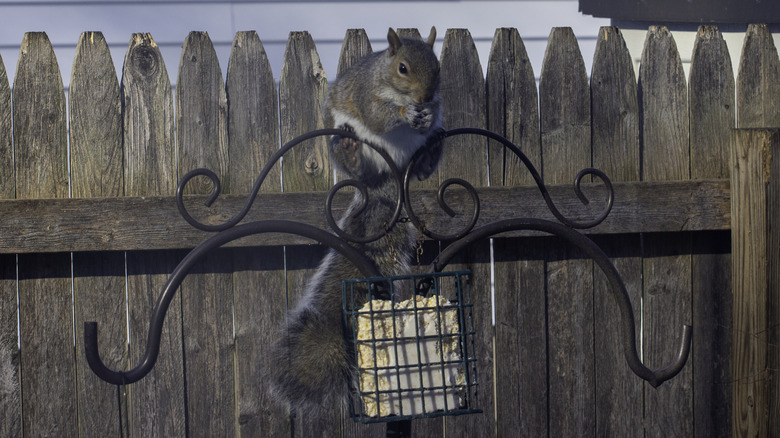 Squirrel eating on bird feeder