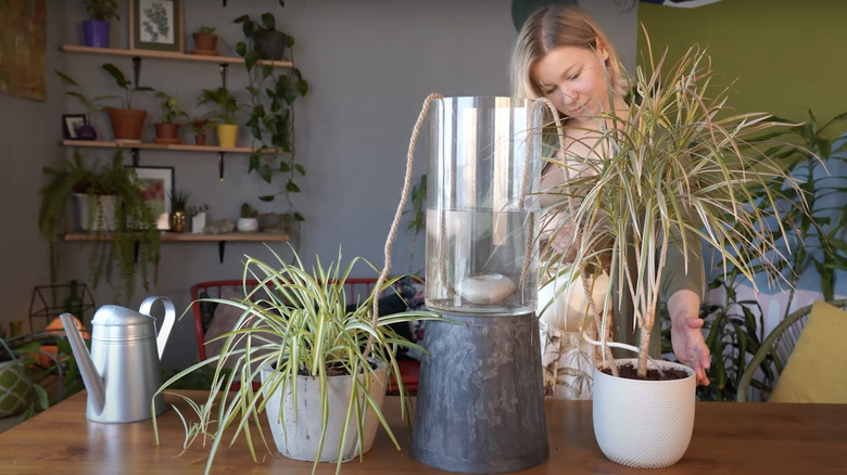 woman inspecting wick watering system