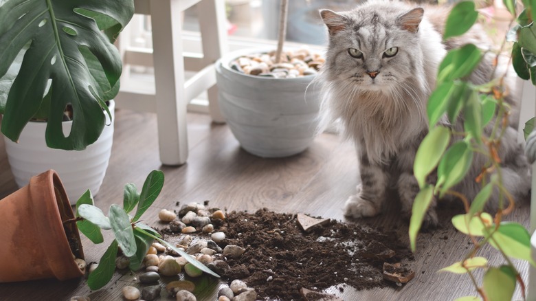 fallen plant with cat