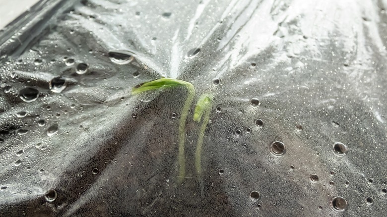 Sprouted seedling covered in plastic
