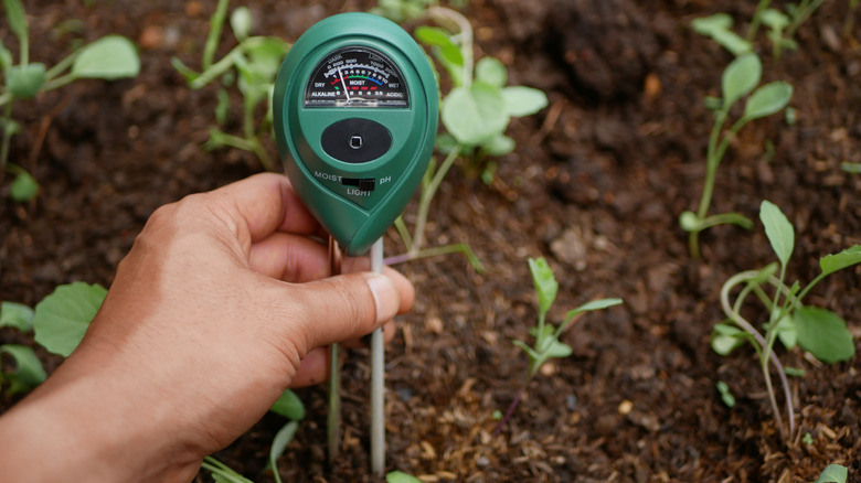 moisture meter in soil by plants