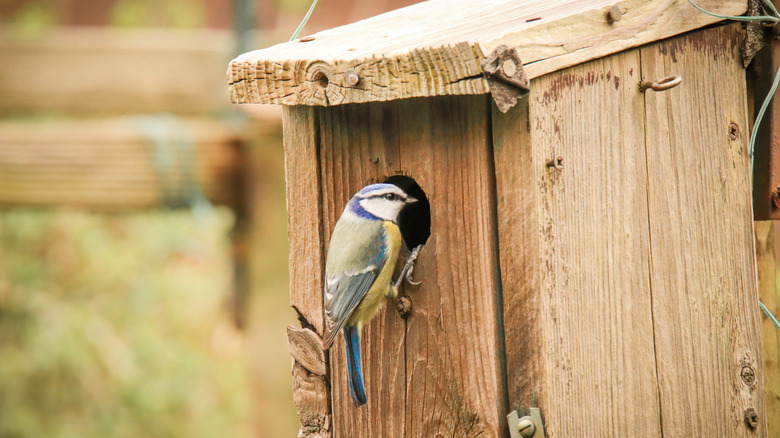 Bird sitting at the opening of a nesting box