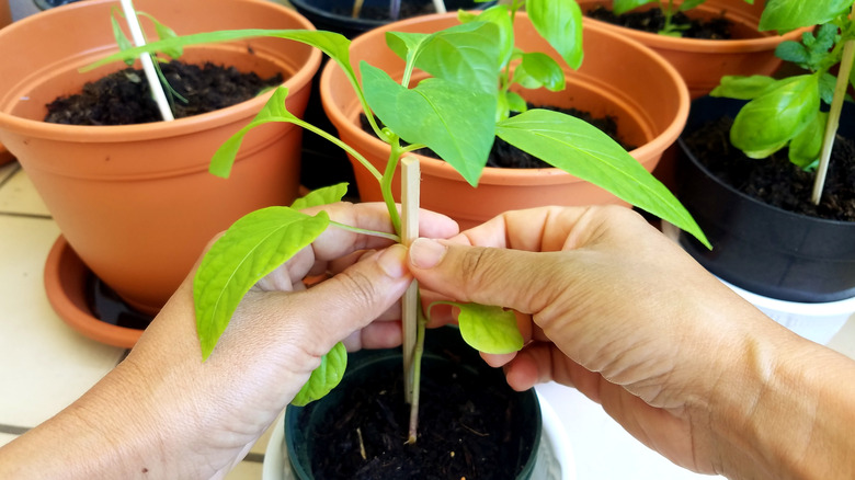 seedling tied to stick