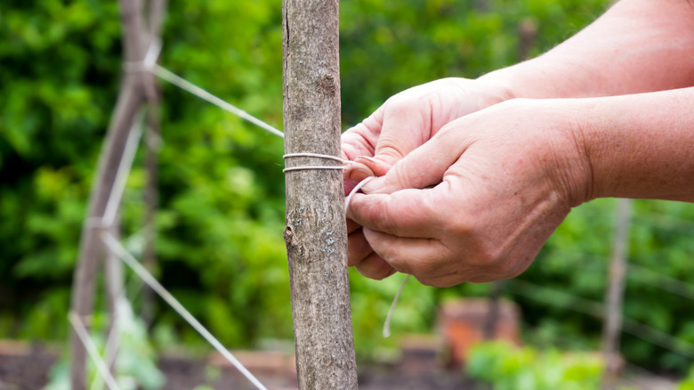 person tying twine to branch