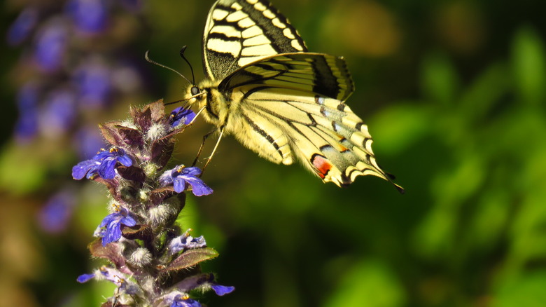 butterfly feeding from bugleweed flower