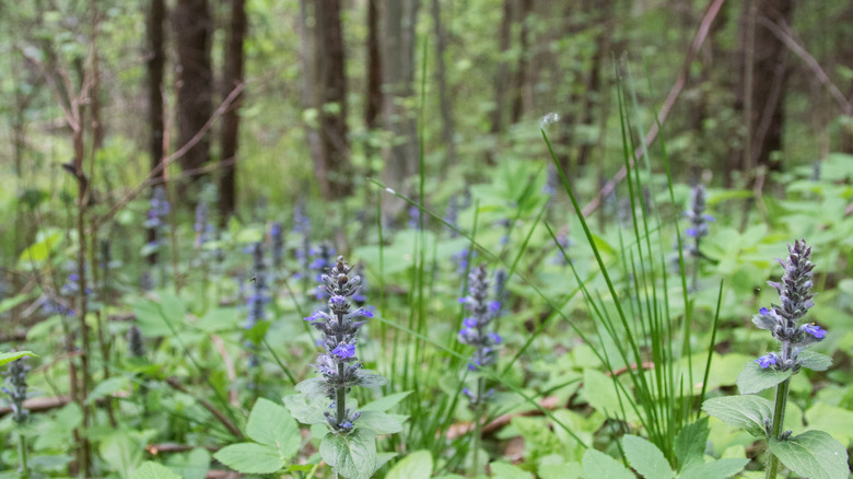 bugleweed growing under trees