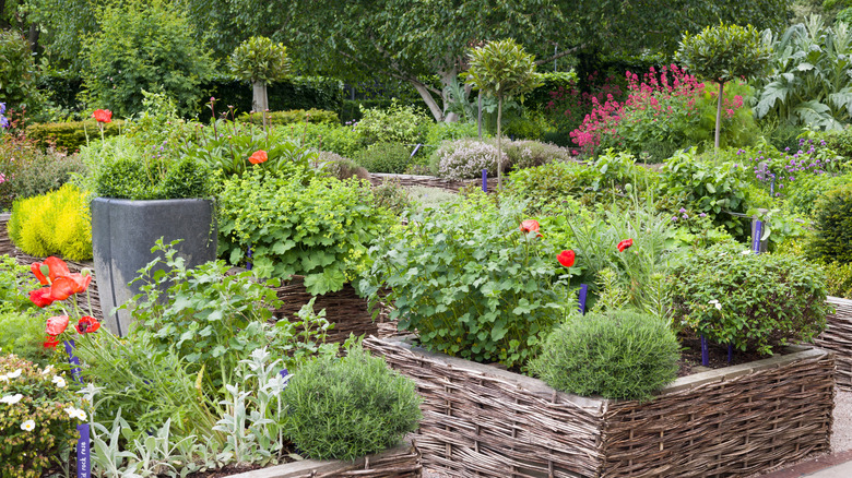 A traditional English cottage garden with perennial herbs and flowers in raised beds