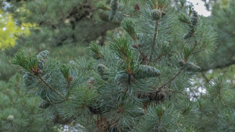 Needles and cones of a limber pine tree up close