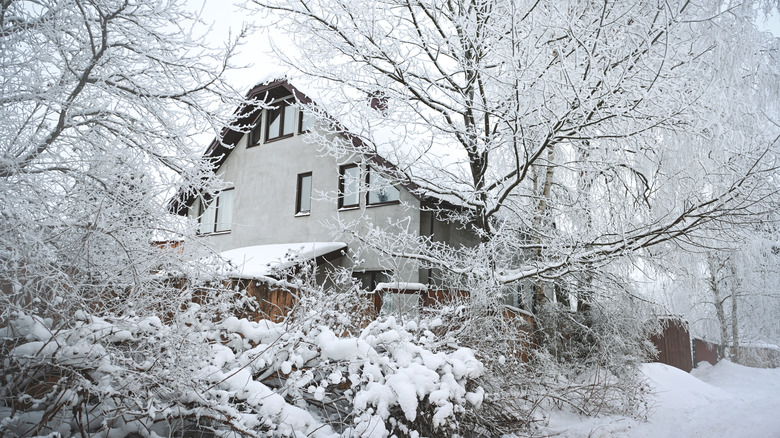 Trees in front of a house after a snowstorm