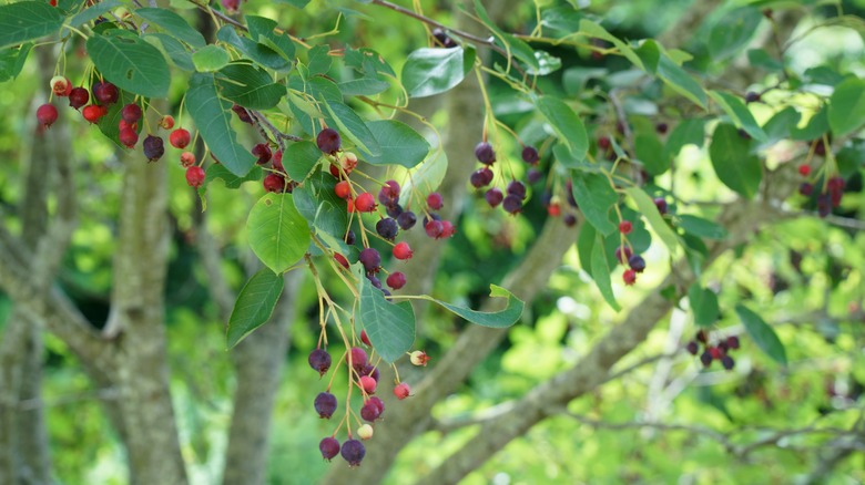 Fruits growing on juneberry tree