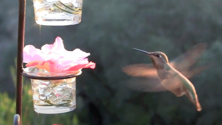 hummingbird feeding from silk flower