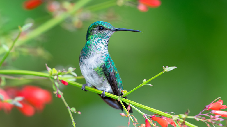 hummingbird perched on flower stem