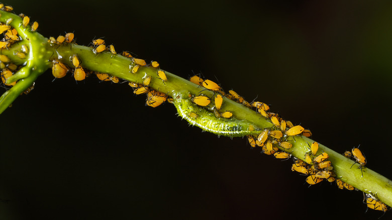 Hover fly larva eating aphids
