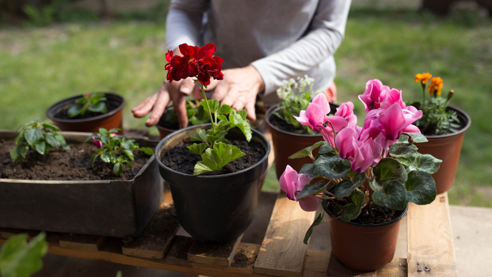 The Hearty Vegetable That'll Improve The Health Of Your Geraniums