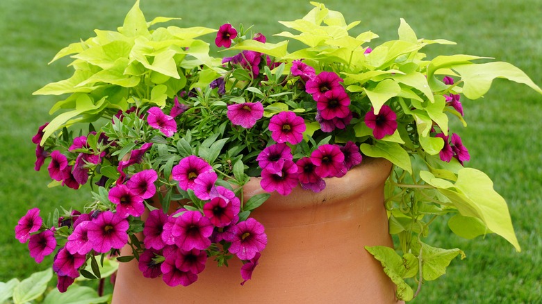 Ipomoea batatas and petunia